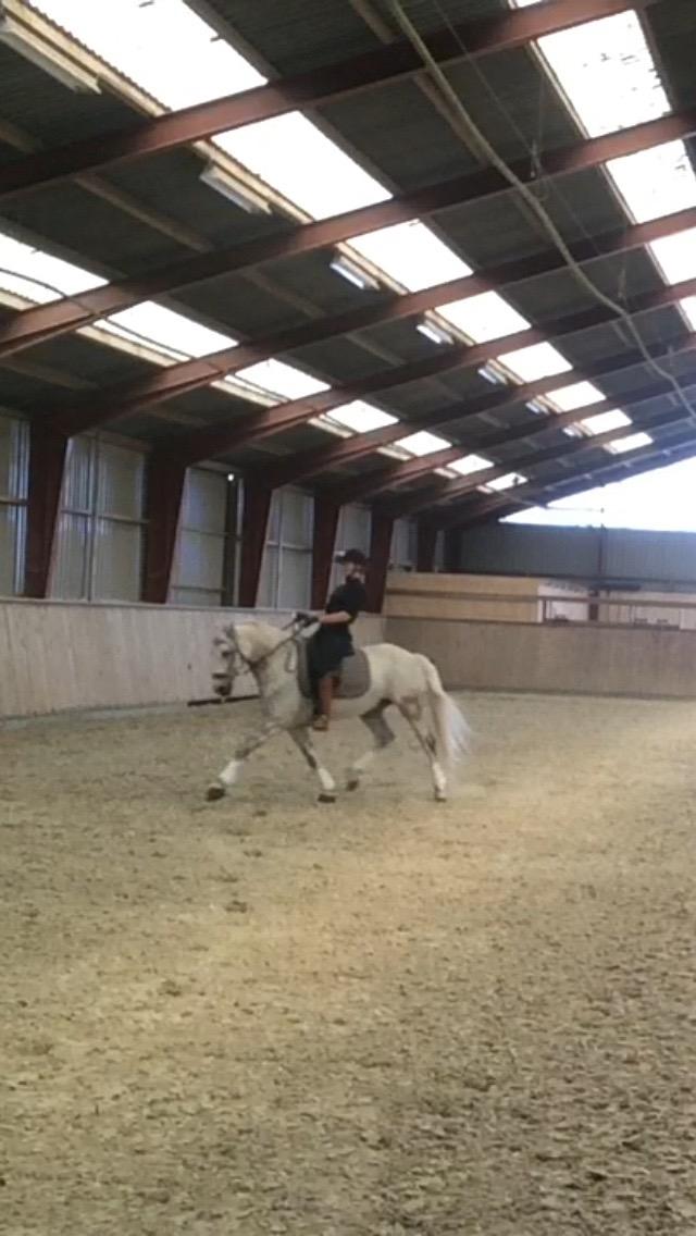 DSP Nørlunds Acord - Dressurtræning billede 12