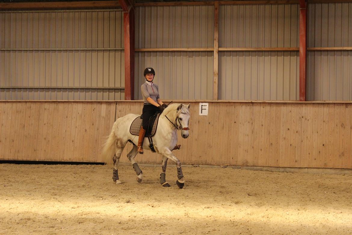 DSP Nørlunds Acord - Dressur træning billede 5