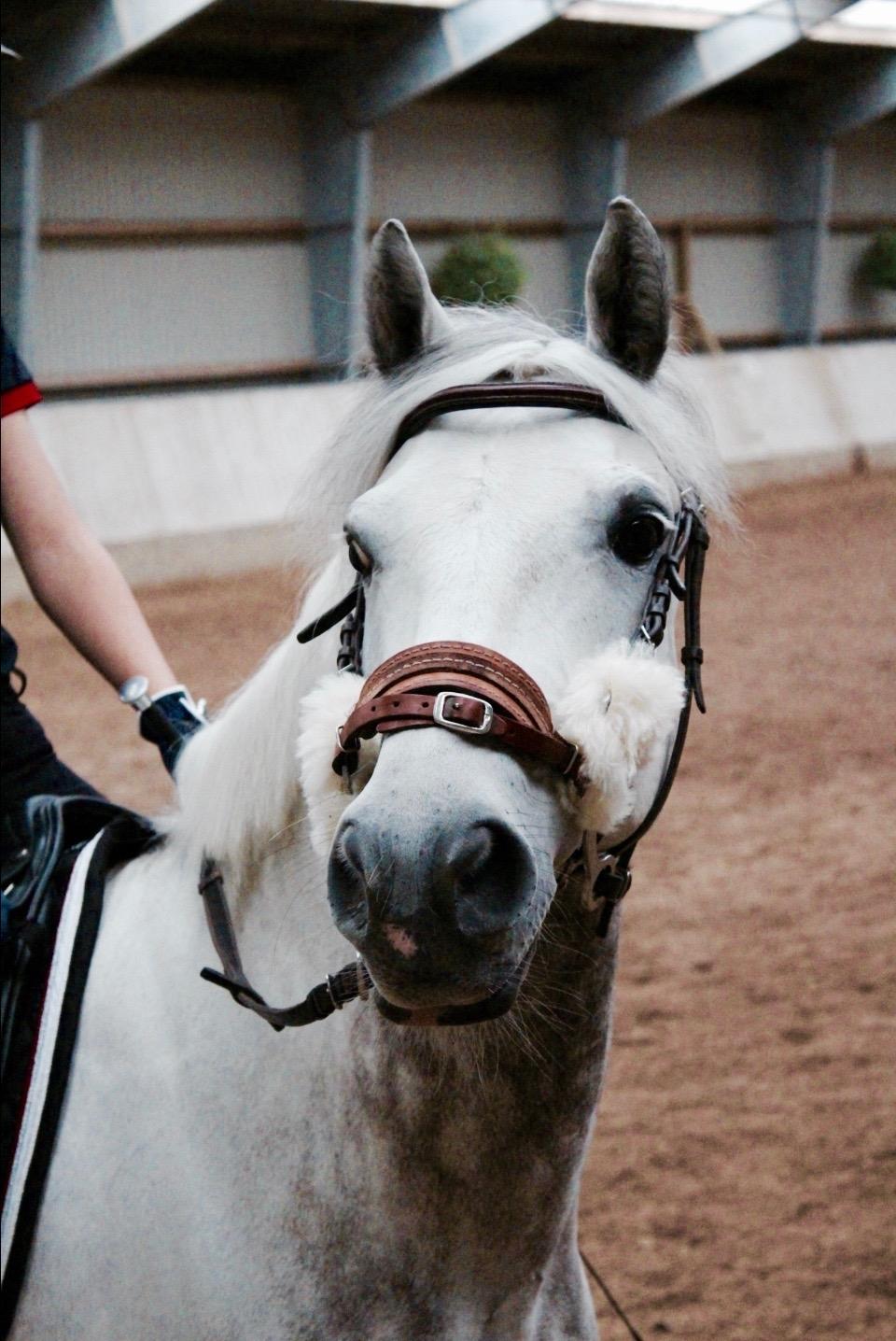 DSP Nørlunds Acord - Sommerskole 2016 billede 1