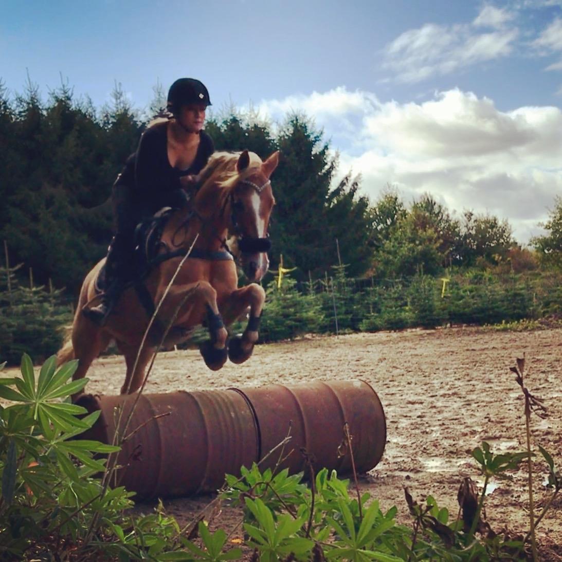 New Forest Søndermarkens Rolf billede 14