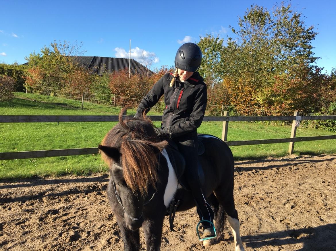 Islænder Ófeigur fra Bakkegården ll billede 17