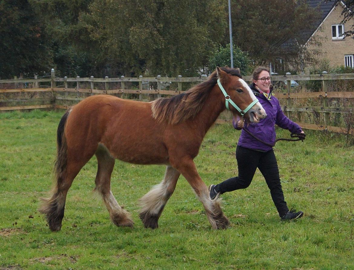 Irish Cob Lenders Winzent of Ireland - Min seje søster der viste W frem til kåring d. 07-10-17. Han blev 1st premium :-) billede 7