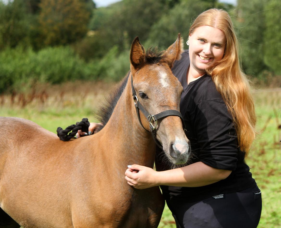 Dansk Varmblod Rosengårdens Prima Donna billede 16