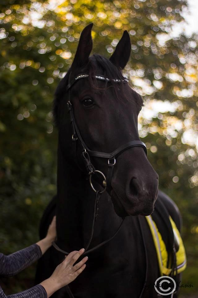 Oldenborg Lille Søgaards Eddi billede 1