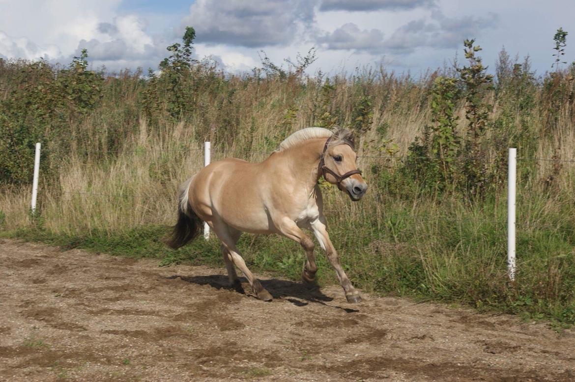 Fjordhest Monik thorsø billede 1