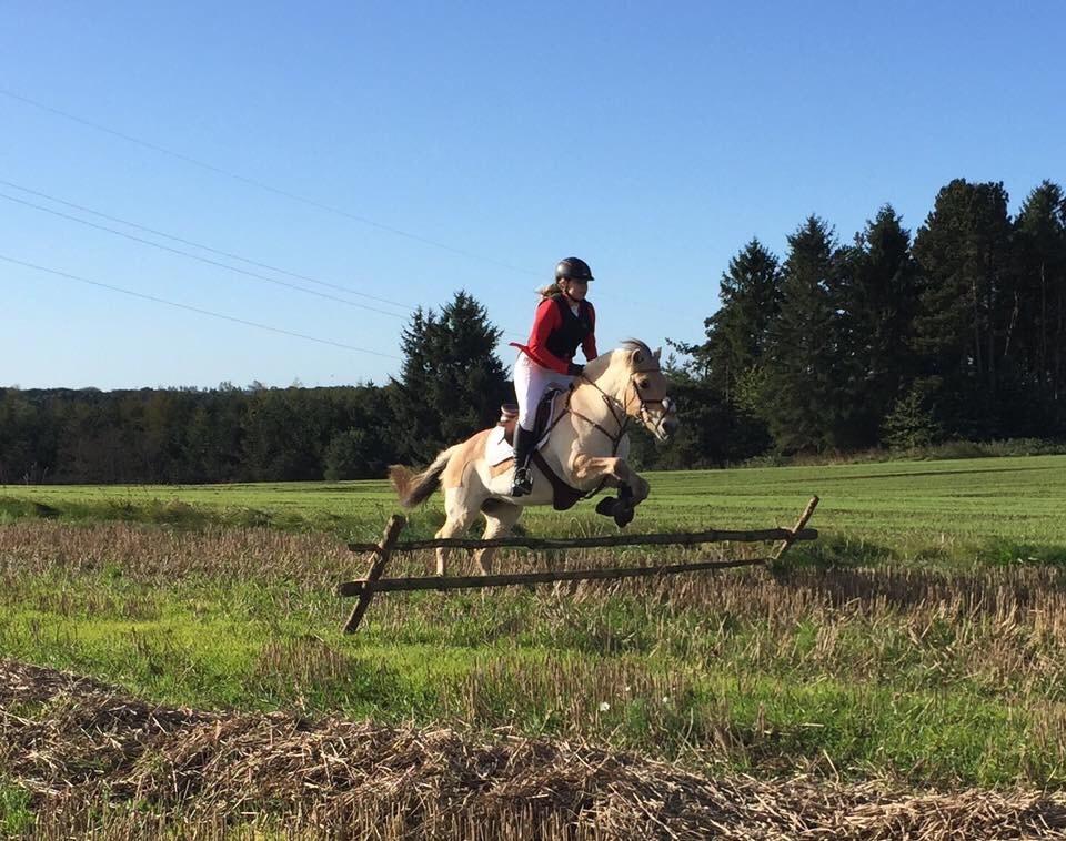 Fjordhest Monik thorsø billede 7