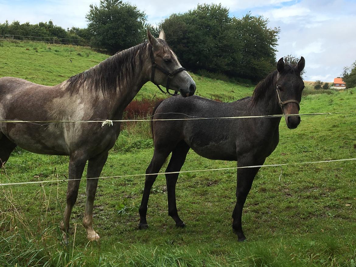 Anden særlig race Anyskas Adina billede 14