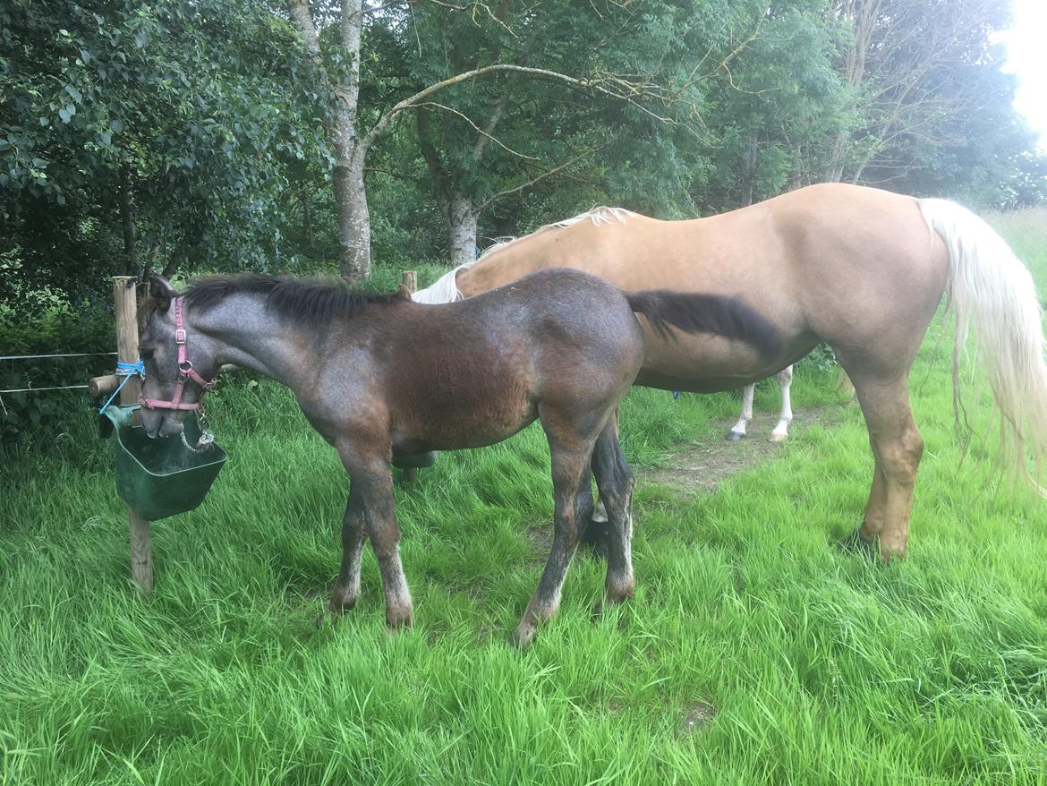 Anden særlig race Anyskas Adina billede 16