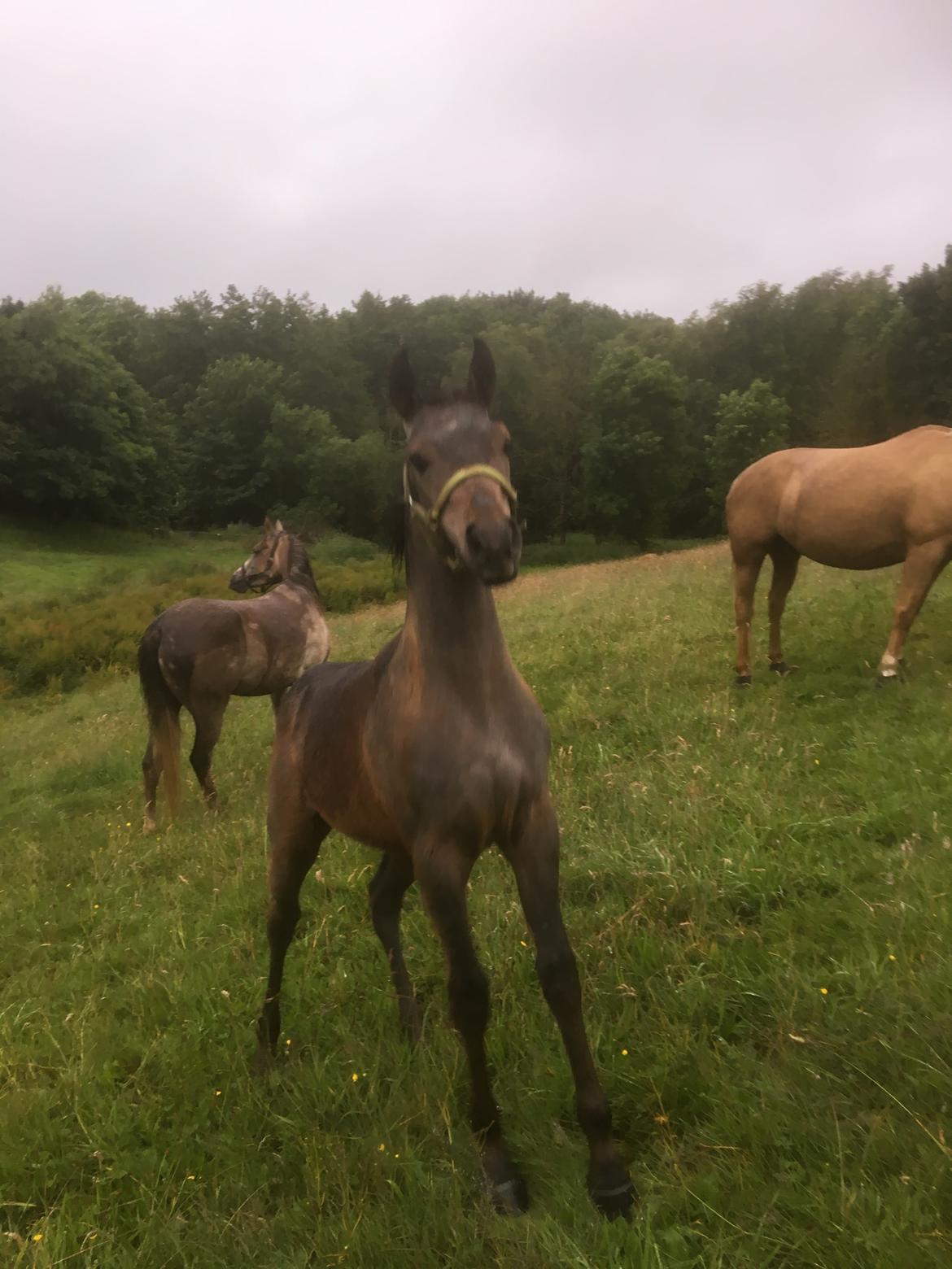 Anden særlig race Anyskas Adina billede 15