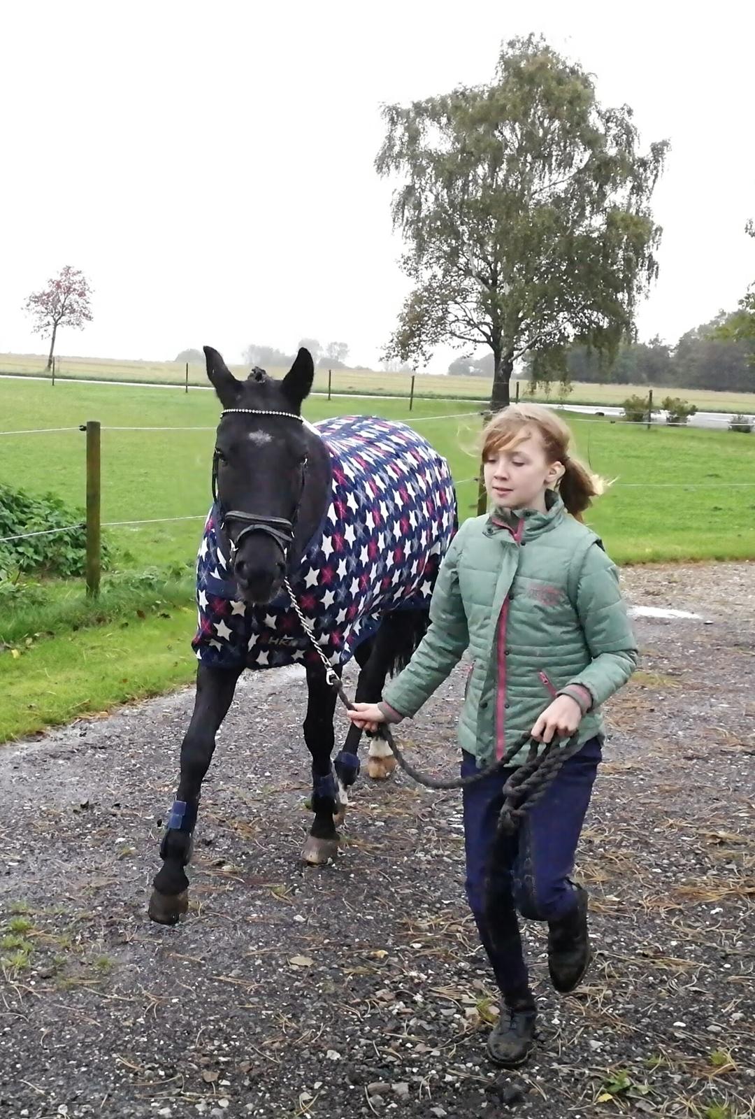 New Forest Elmholts Patrick  billede 3