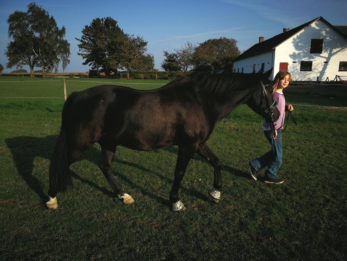 New Forest Elmholts Patrick  billede 6