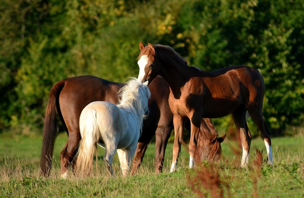 Dansk Miniature *SOLGT* Riddersholm's Valentin - d. 6 Oktober - Skønne Valentin og hans nye kammerat billede 27