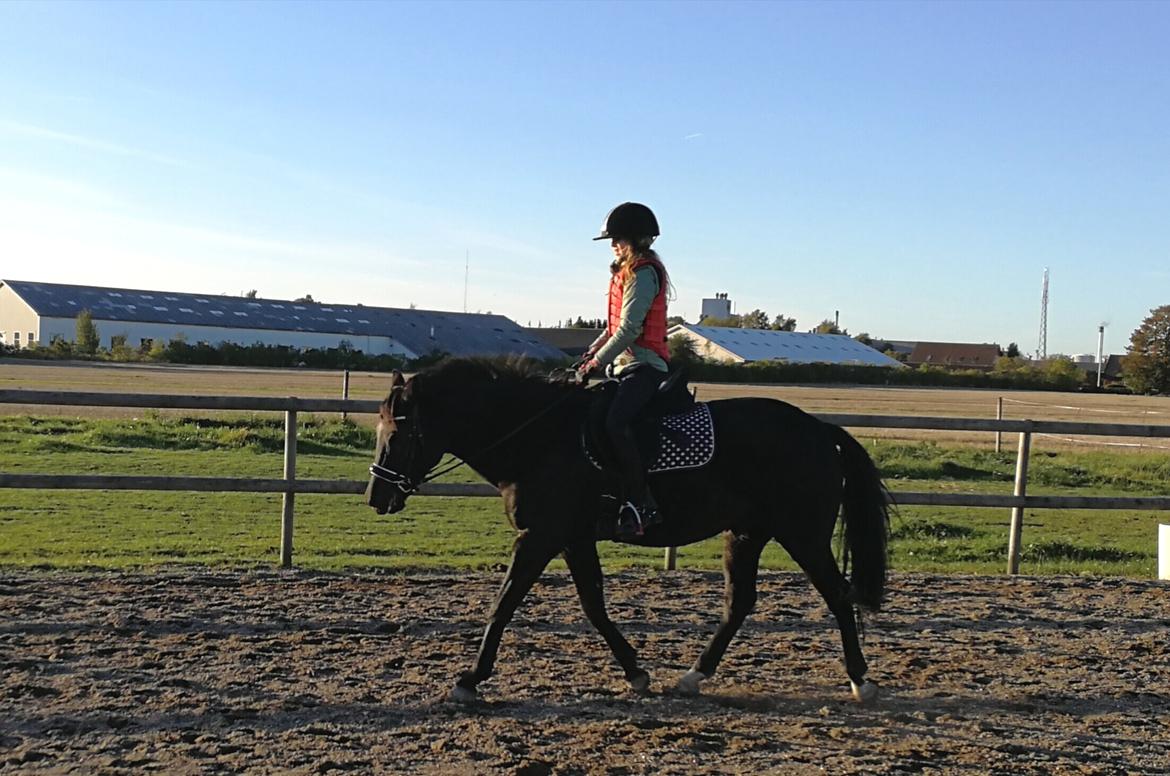 New Forest Elmholts Patrick  billede 16