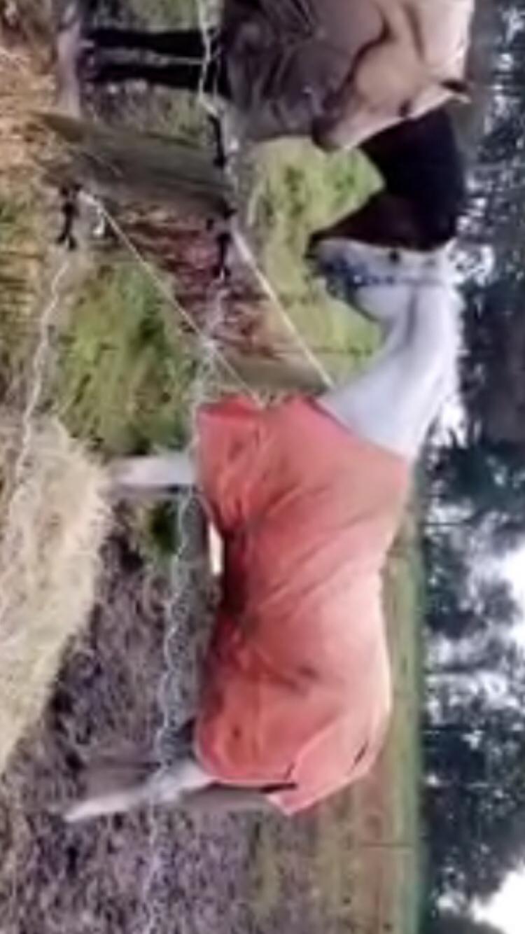 Dansk Varmblod Quvinto -RIP billede 7