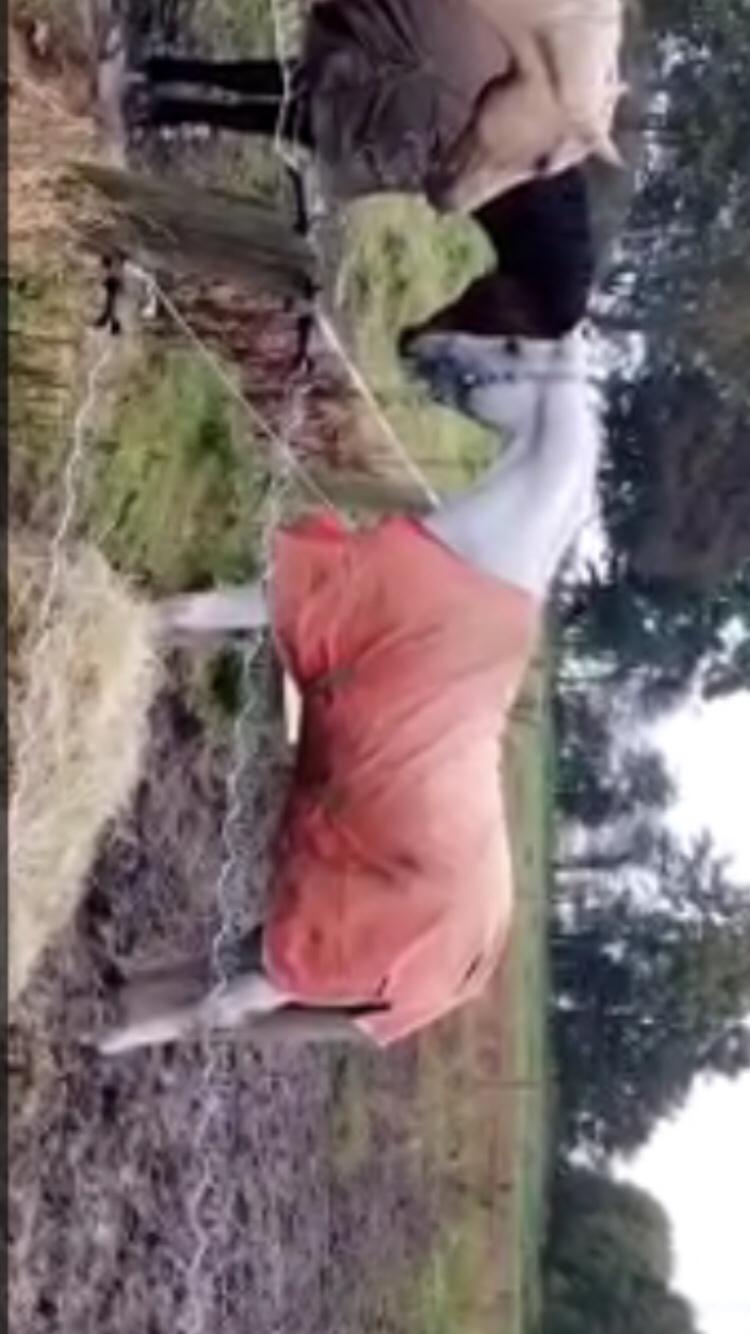 Dansk Varmblod Quvinto -RIP billede 6