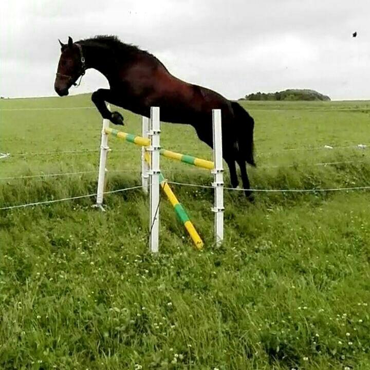 Dansk Varmblod Elversøes Chanel billede 17
