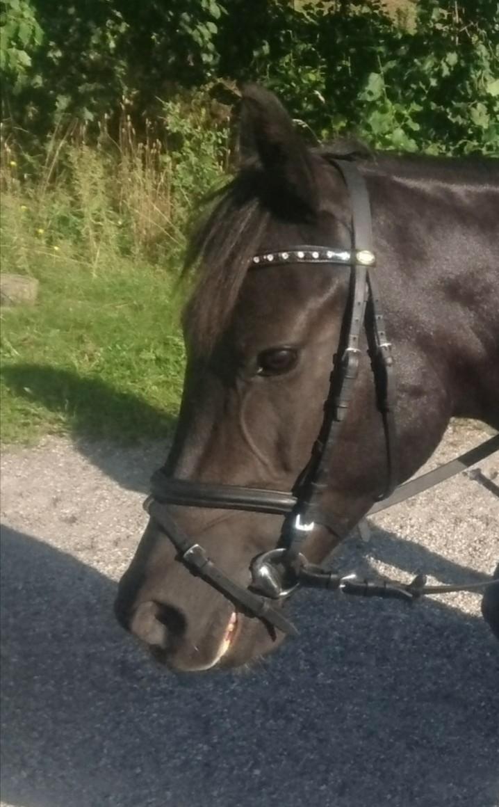 New Forest Elmholts Patrick  billede 18