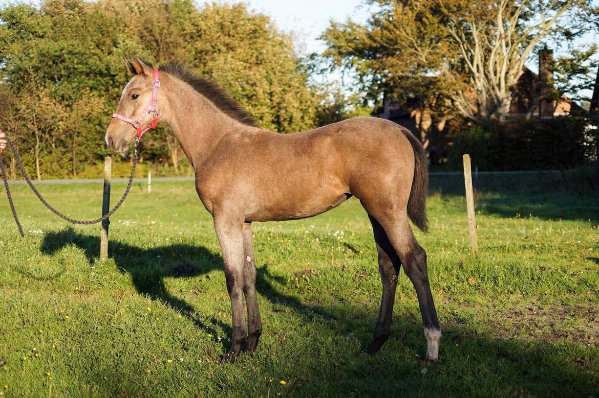 Dansk Varmblod Rosengårdens Prima Donna - NYT: 4 måneder <3 billede 13