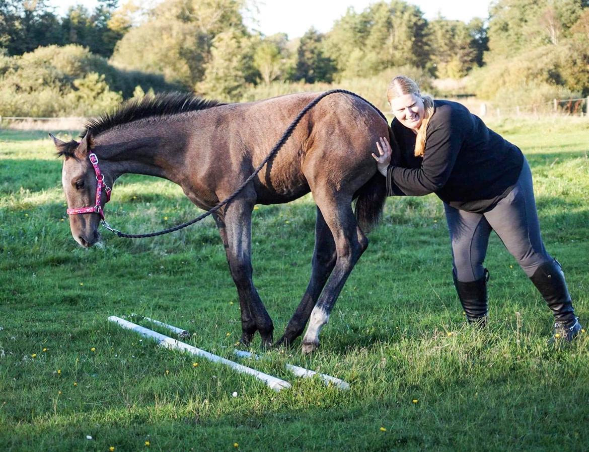 Dansk Varmblod Rosengårdens Prima Donna - NYT: Ha ha ha :D billede 15