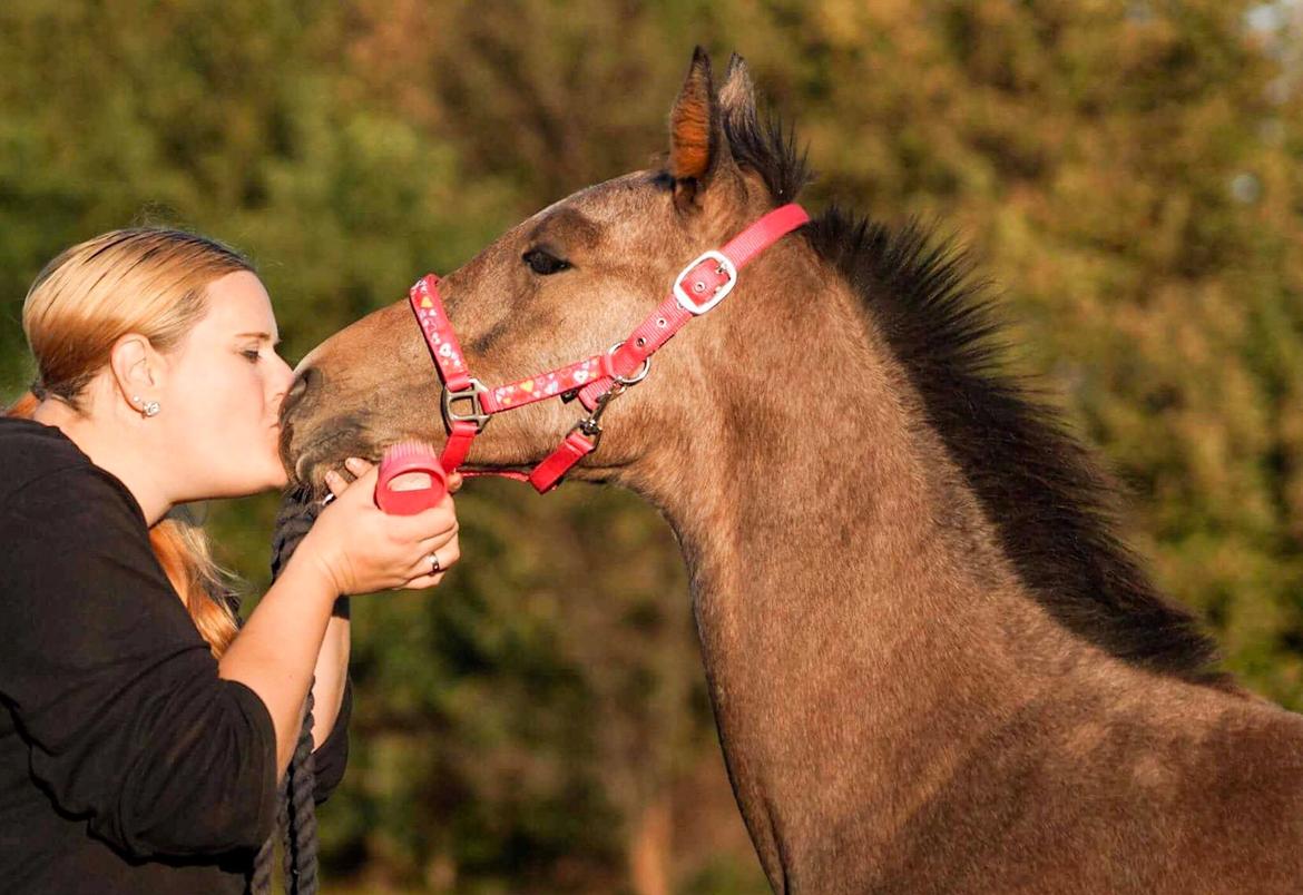 Dansk Varmblod Rosengårdens Prima Donna - NYT: mys mys billede 14
