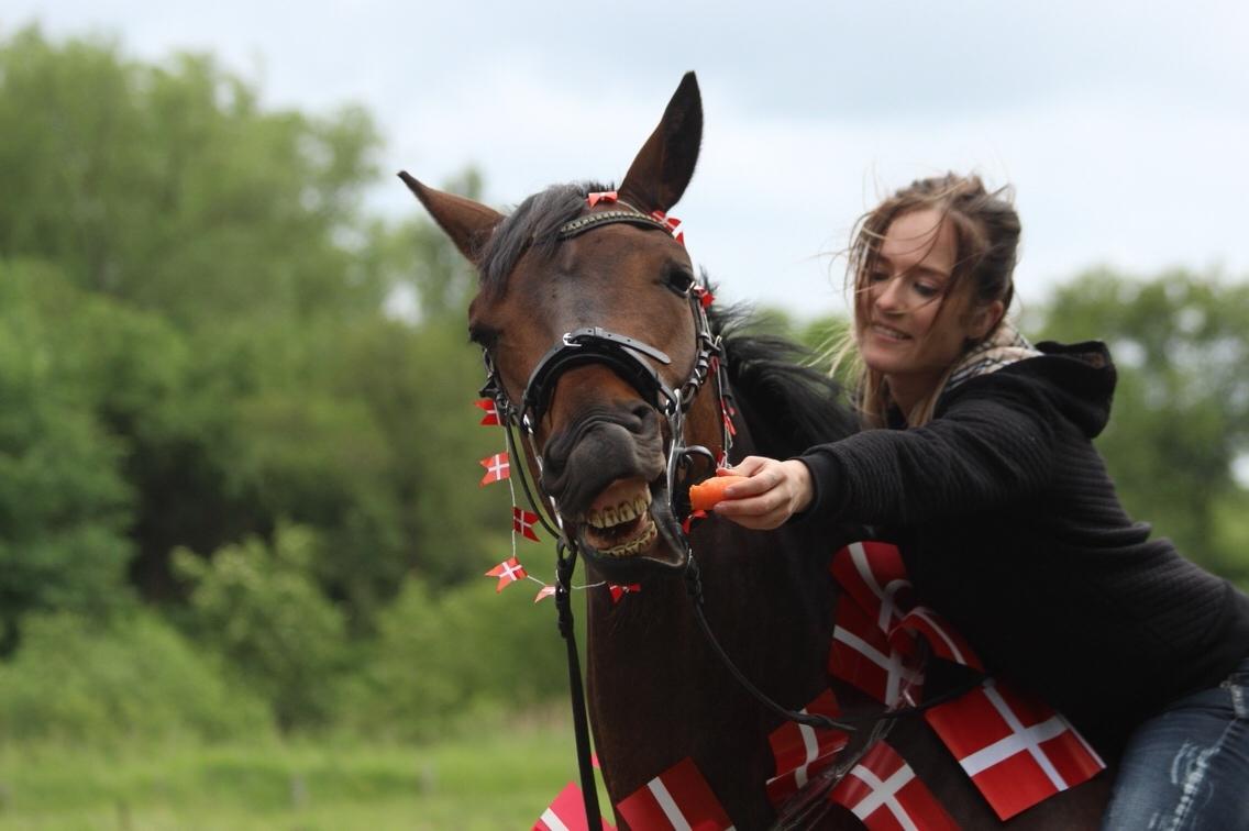 Dansk Varmblod Højvangs Schaker Dias billede 4