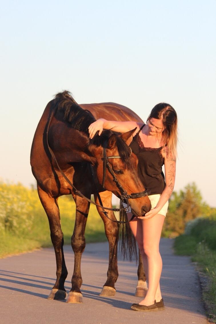 Dansk Varmblod Højvangs Schaker Dias billede 6