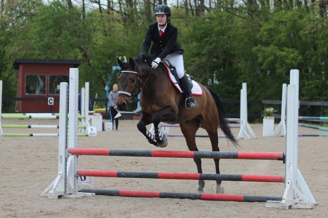 Dansk Varmblod Højvangs Schaker Dias billede 10