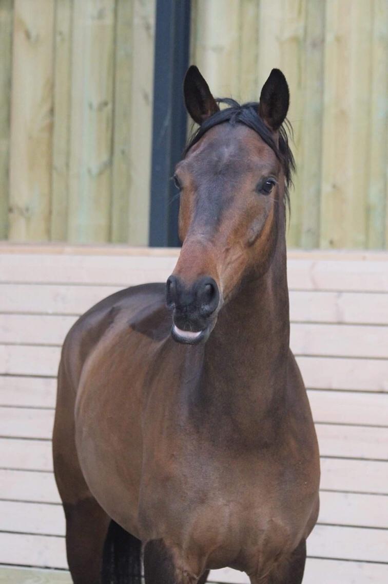 Dansk Varmblod Højvangs Schaker Dias billede 12