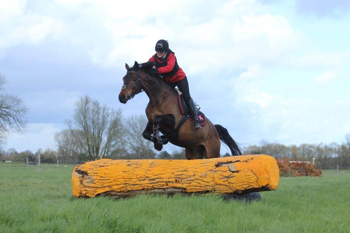 Dansk Varmblod Højvangs Schaker Dias billede 13