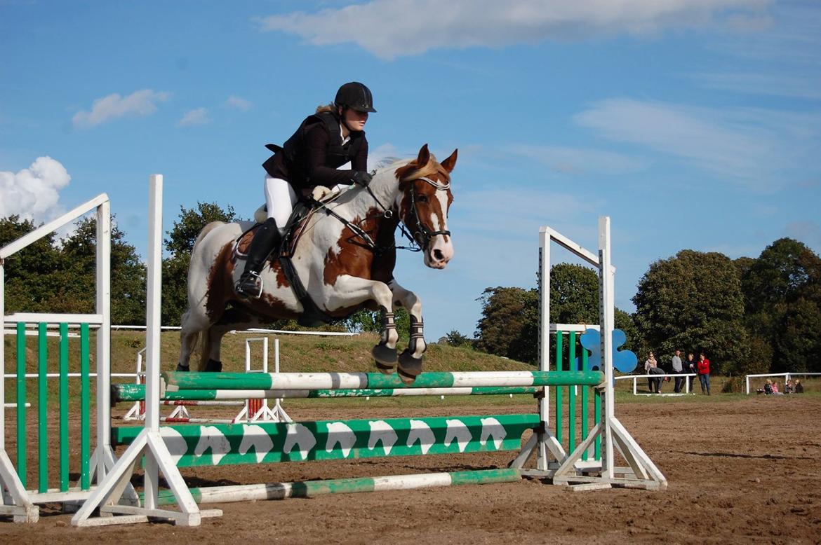 Anden særlig race Rugholms Bella  - Min søster til springstævne 2016 billede 8