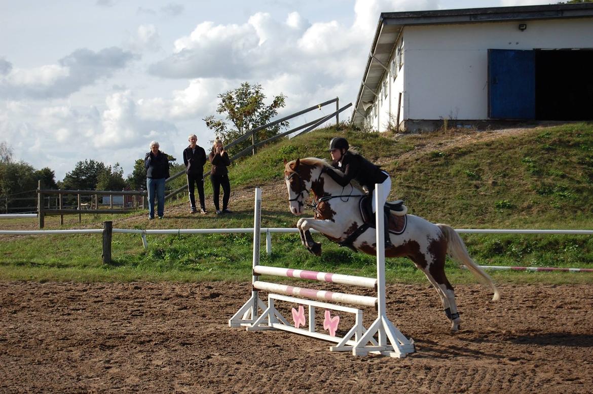 Anden særlig race Rugholms Bella  - Min søster til springstævne 2017 billede 9