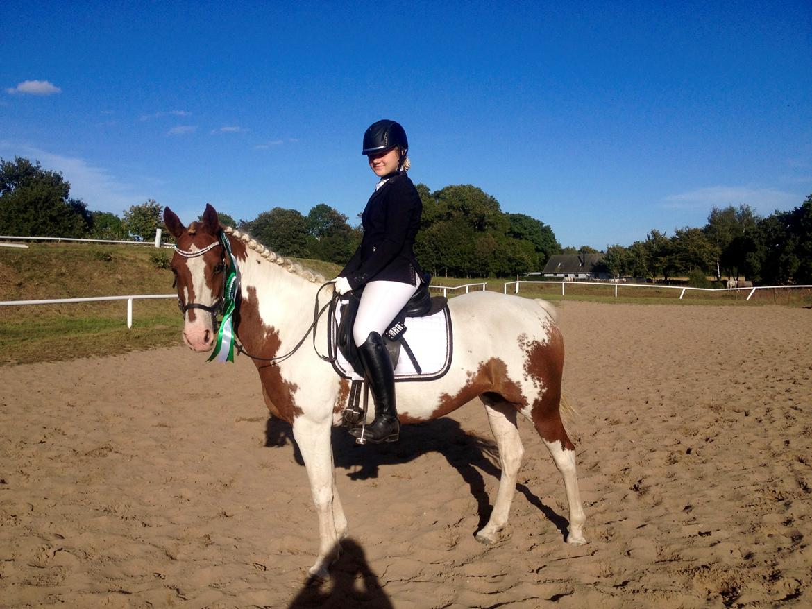 Anden særlig race Rugholms Bella  - Områdemesterskab 2016 billede 7