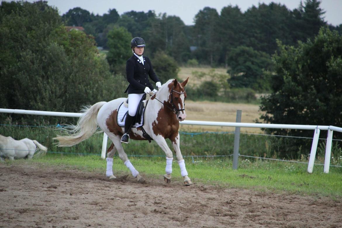 Anden særlig race Rugholms Bella  - Dressurstævne 2017 billede 5