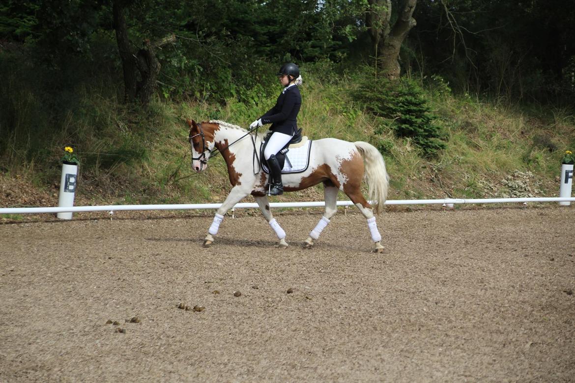 Anden særlig race Rugholms Bella  - Dressurstævne 2017 billede 4