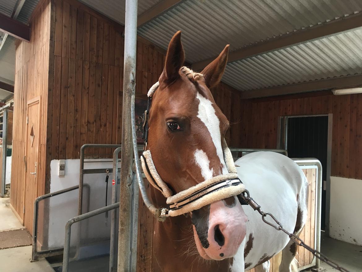 Anden særlig race Rugholms Bella  - Dressurstævne 2017 billede 10