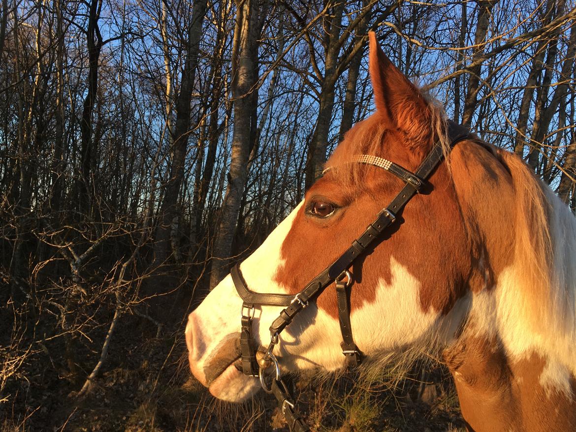 Anden særlig race Rugholms Bella  - Skovtur 2016 billede 13