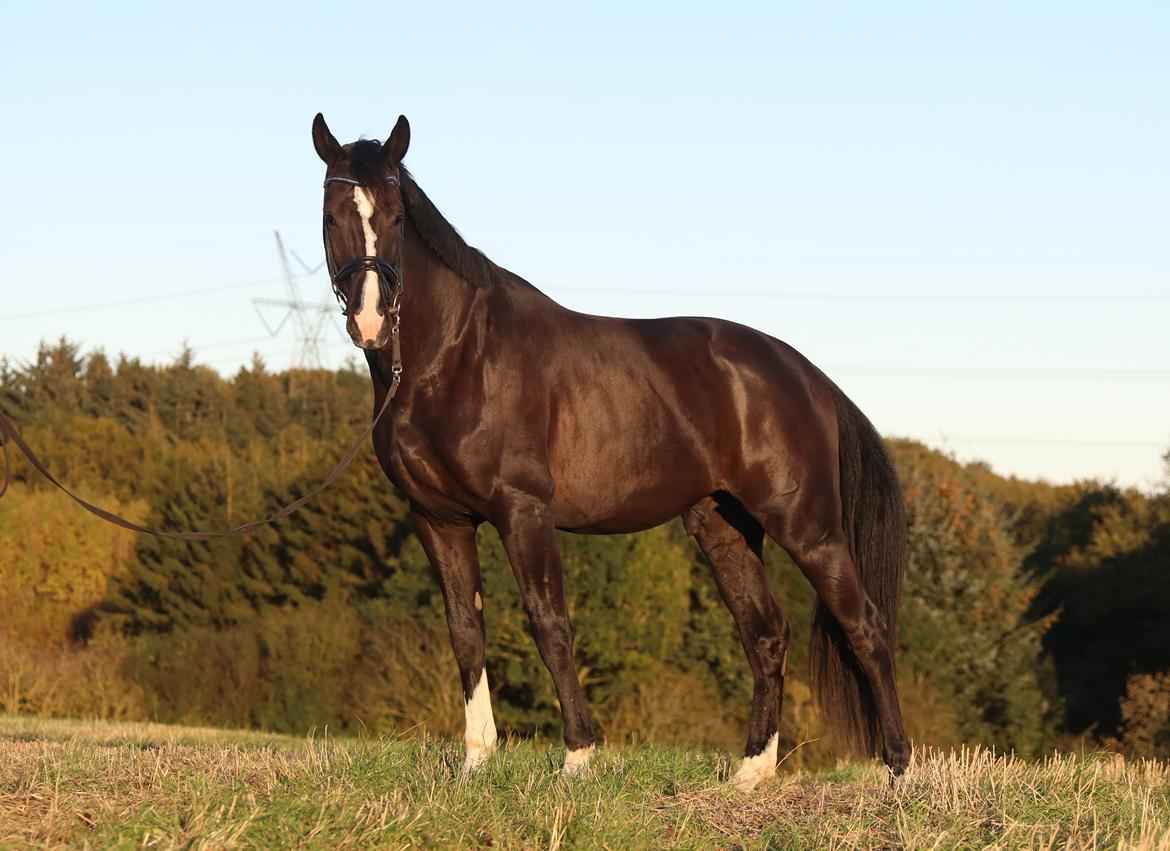 Dansk Varmblod Azkaban Aka Bøllerøv billede 36