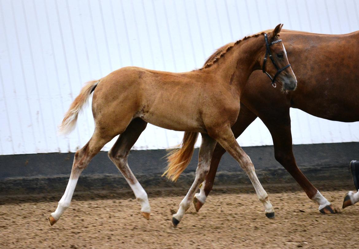 DSP Lykkebo Charmonix billede 14