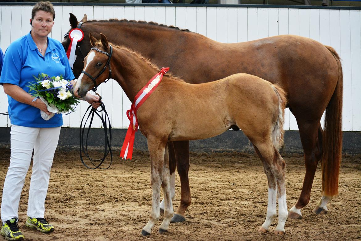 DSP Lykkebo Charmonix billede 1