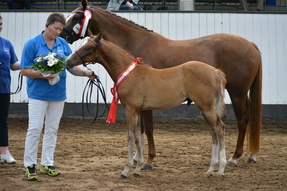 DSP Lykkebo Charmonix billede 16
