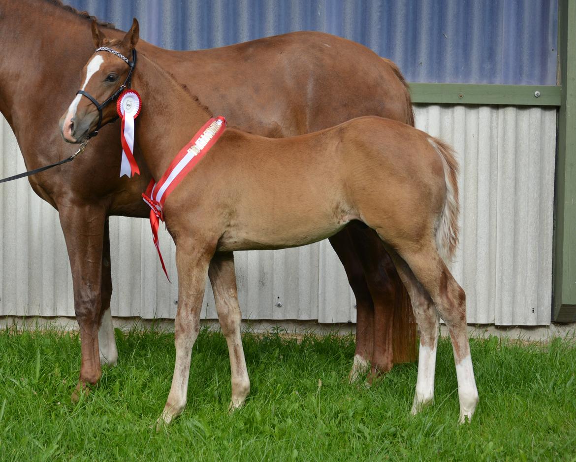 DSP Lykkebo Charmonix billede 17