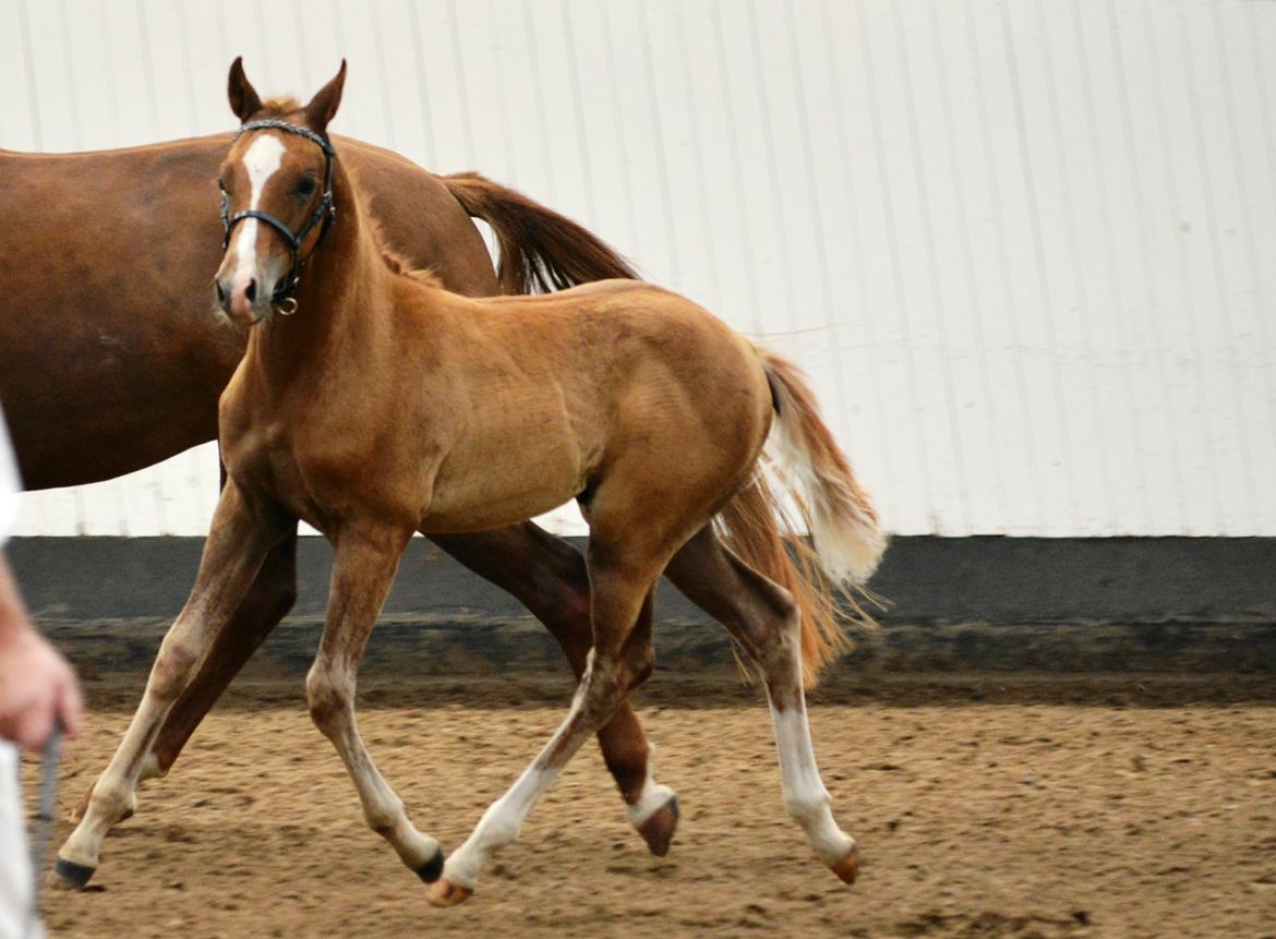 DSP Lykkebo Charmonix billede 15