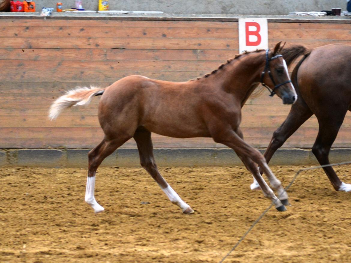 DSP Lykkebo Charmonix billede 19