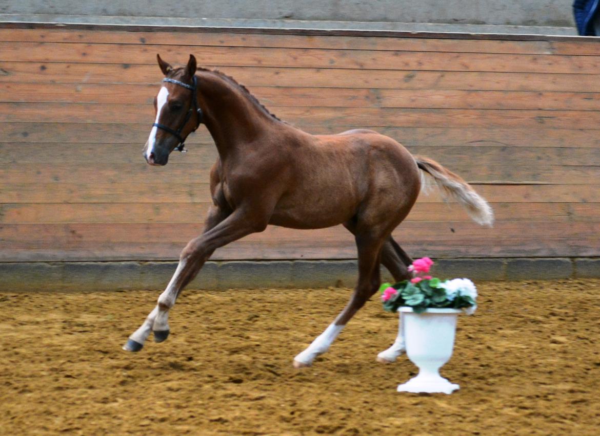 DSP Lykkebo Charmonix billede 18