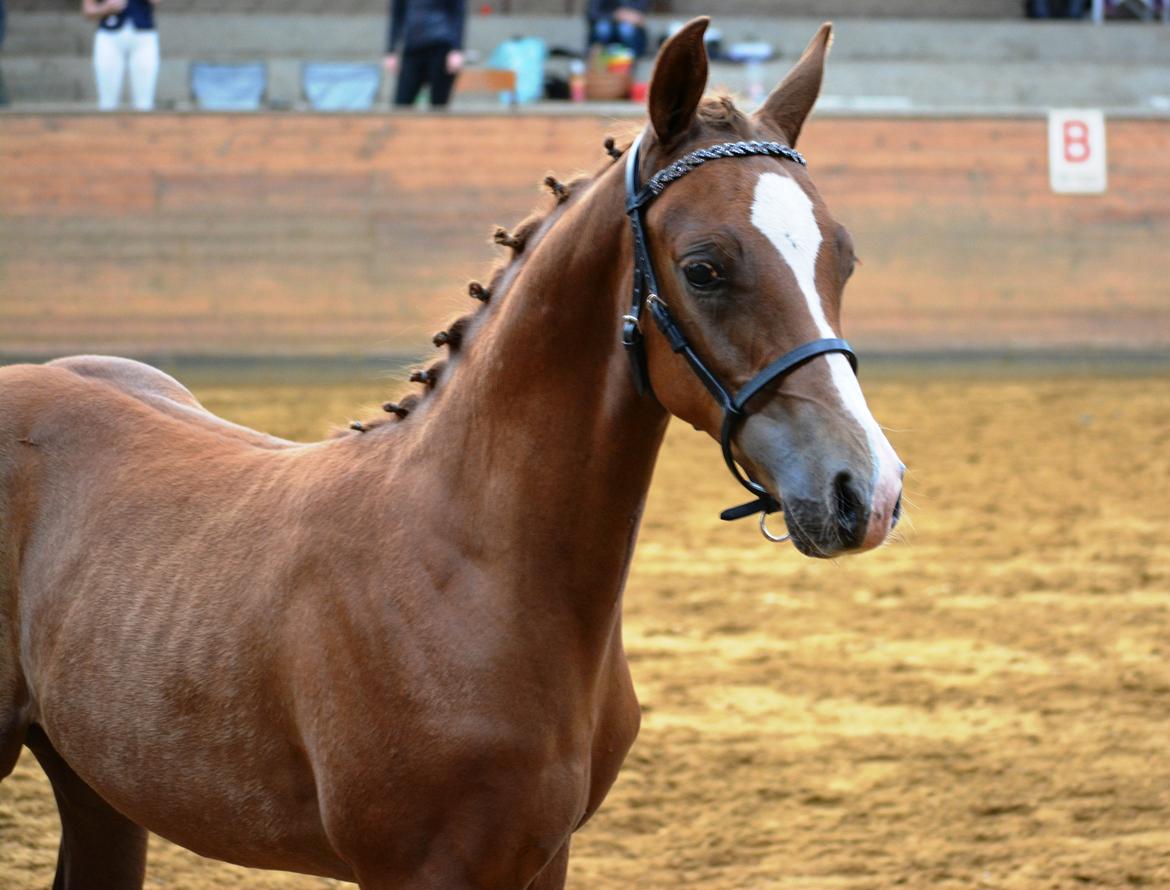 DSP Lykkebo Charmonix billede 20