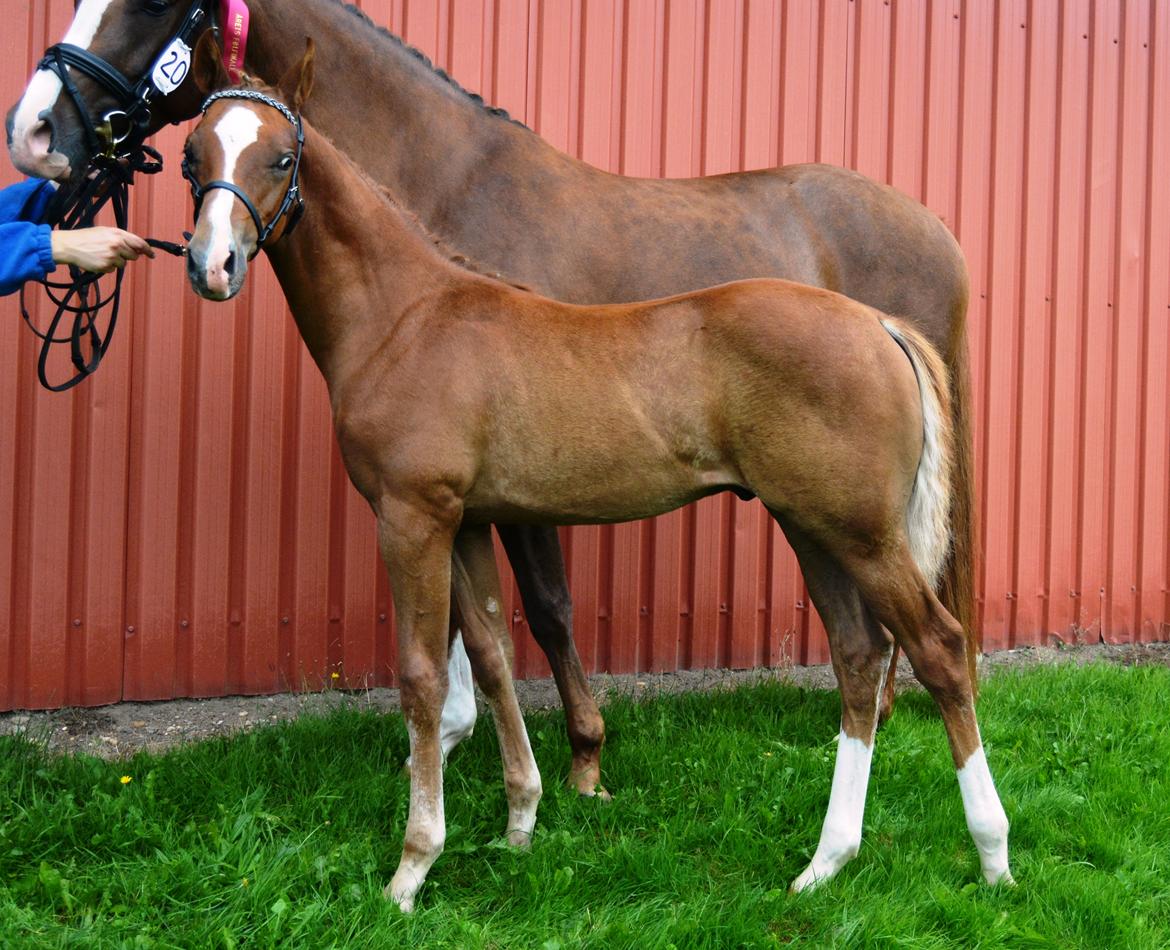 DSP Lykkebo Charmonix billede 21