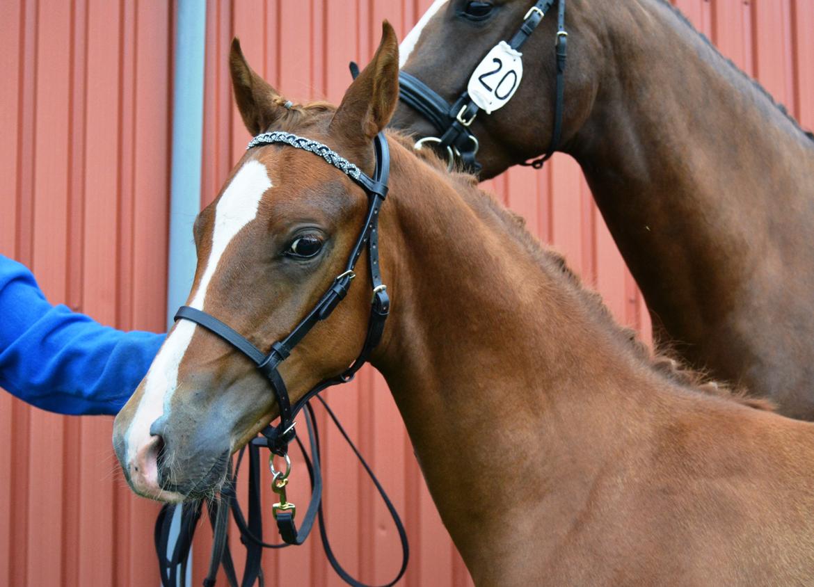 DSP Lykkebo Charmonix billede 23