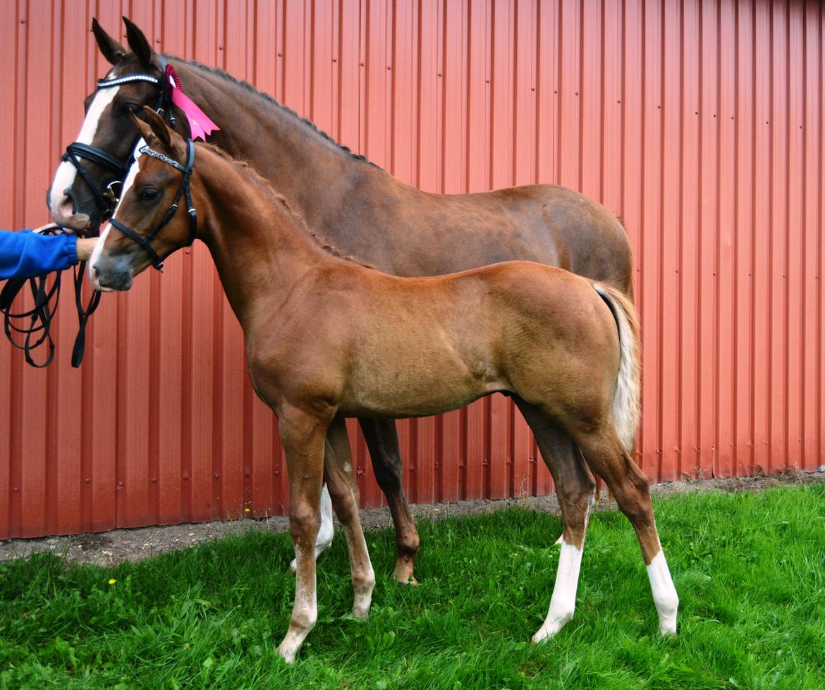 DSP Lykkebo Charmonix billede 22