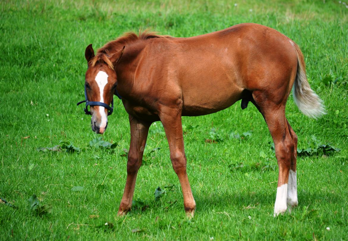 DSP Lykkebo Charmonix billede 24