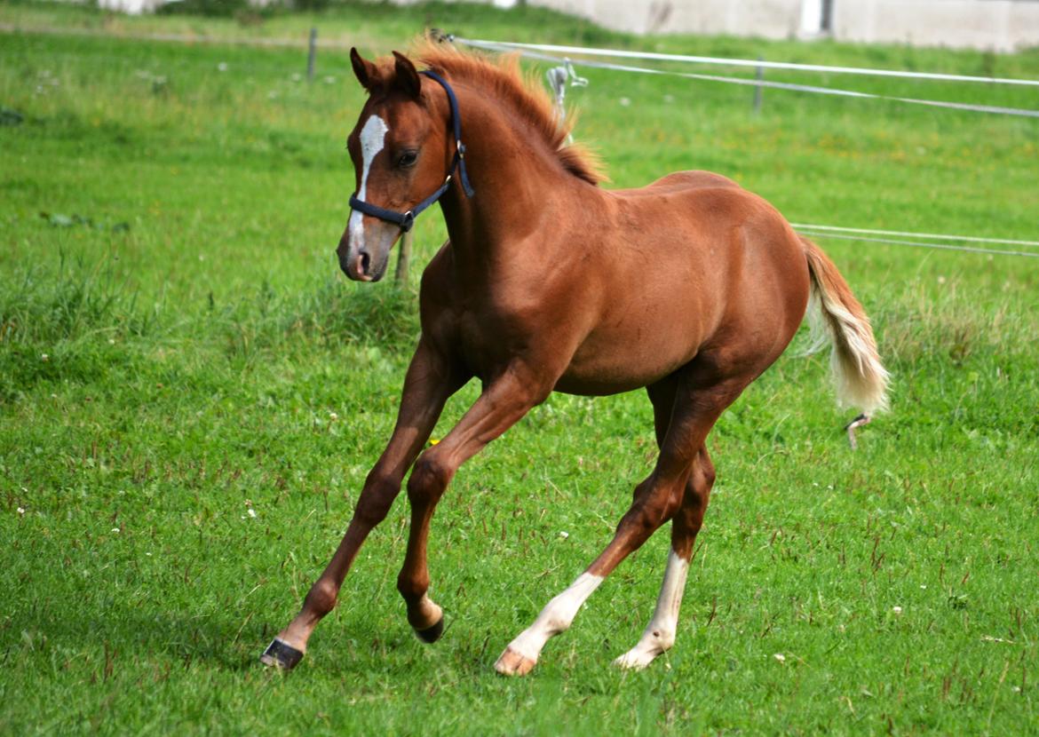 DSP Lykkebo Charmonix billede 26